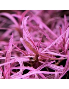 Hygrophila lancea sp. 'Araguaia' chai- In Vitro Cup 9,00 €
