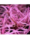Hygrophila lancea sp. 'Araguaia' chai- In Vitro Cup - Aquabota.com