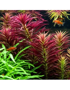 Limnophila hippuridoides - Aquabota.com