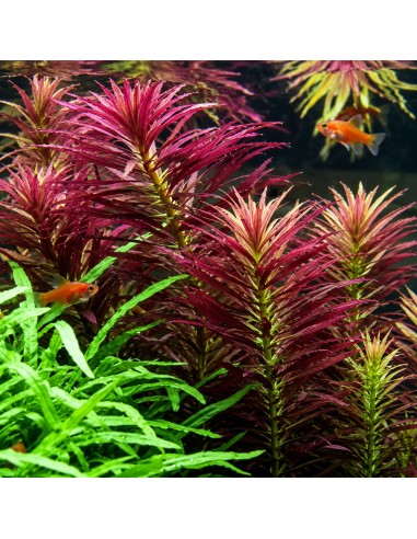 Limnophila hippuridoides 3,25 €
