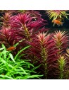 Limnophila hippuridoides 3,25 €