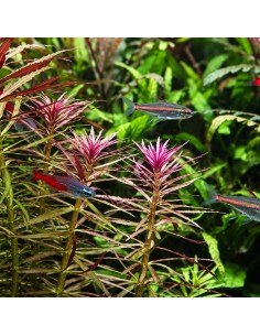 Limnophila Aromatica In Vitro Cup - Aquabota.com