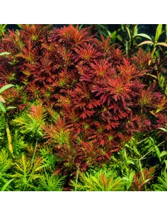 Hygrophila difformis red triflora 3,95 €