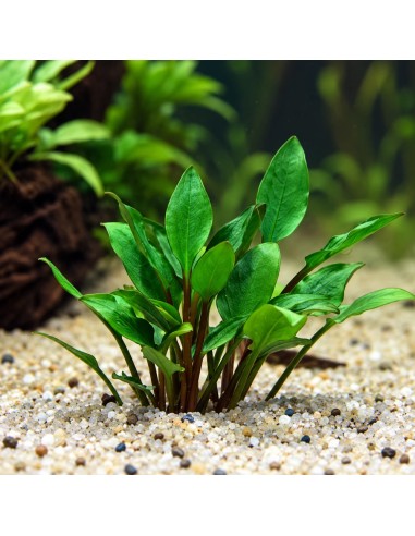 Cryptocoryne Lutea Hobbit - 5,75 €