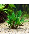 Cryptocoryne Lutea Hobbit - 5,75 €