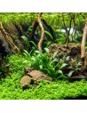 Cryptocoryne parva