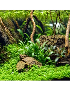 Cryptocoryne parva In Vitro Cup - Aquabota.com