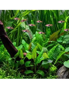 Cryptocoryne wendtii 'Green' - Aquabota.com
