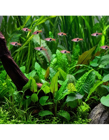 Cryptocoryne wendtii 'Green' - Aquabota.com