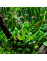 Cryptocoryne wendtii 'Green'- Tropica 5,85 € Tropica