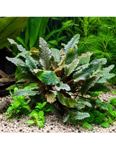 Cryptocoryne wendtii 'Brown' - Aquabota.com