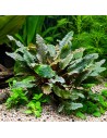 Cryptocoryne wendtii 'Brown' - Aquabota.com
