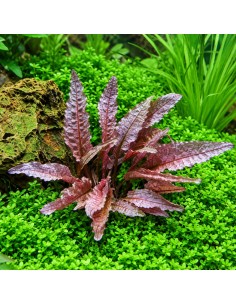 Cryptocoryne wendtii Flamingo INVITRO - Aquabota.com