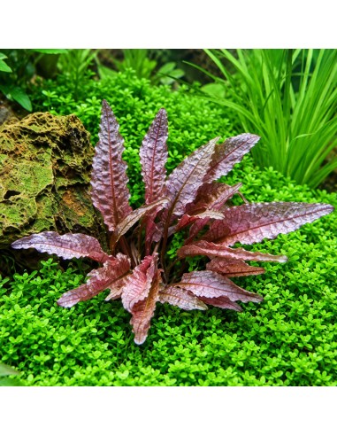 Cryptocoryne wendtii 'Flamingo' 7,50 €