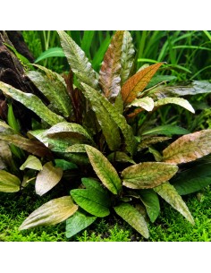 Cryptocoryne 'Tropica' - Aquabota.com