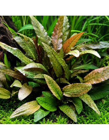 TROPICA Cryptocoryne wendtii 'Tropica' - Aquabota.com