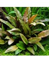 TROPICA Cryptocoryne wendtii 'Tropica' - Aquabota.com
