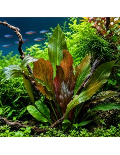 TROPICA Echinodorus 'Reni' in Vitro Cup - Aquabota.com