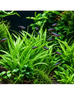 Helanthium bolivianum 'Magdalenensis' - Aquabota.com