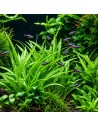 Echinodorus Magdalensis - Invitro 5,75 €