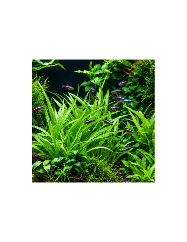 Helanthium bolivianum 'Quadricostatus'- Tropica 5,99 € Tropica
