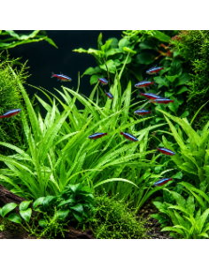 TROPICA Helanthium bolivianum 'Quadricostatus' In vitro - Aquabota.com