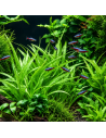 Helanthium bolivianum 'Quadricostatus' - In vitro Tropica 6,25 € Tr...