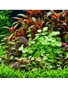 Hydrocotyle verticillata - Aquabota.com