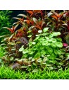 Hydrocotyle verticillata 3,25 €