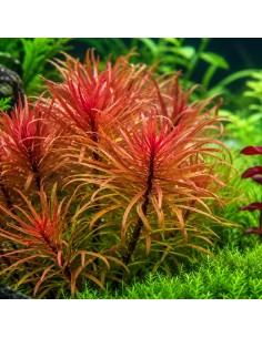 Ludwigia inclinata var. verticillata - Aquabota.com