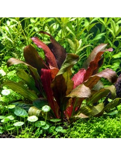 Echinodorus x barthii XL - Aquabota.com