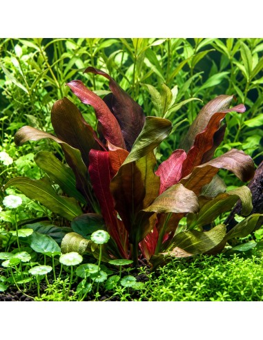 Echinodorus 'Barthii'- Tropica 7,50 € Tropica