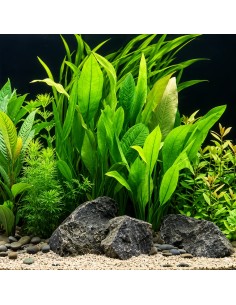 Echinodorus grisebachii 'Bleherae' XL - Aquabota.com