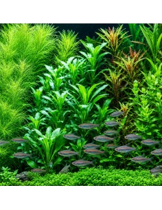 Lobelia cardinalis - Aquabota.com