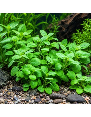 Lobelia cardinalis 'Mini' 3,50 €