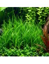 TROPICA Lilaeopsis mauritiana - Aquabota.com