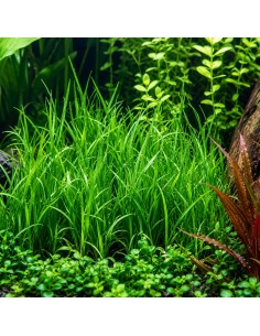 Lilaeopsis Mauritiana - Aquabota.com