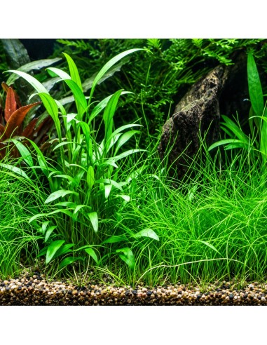Cryptocoryne x willisii- Tropica 5,70 € Tropica