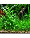 Cryptocoryne x willisii- Tropica 5,70 € Tropica