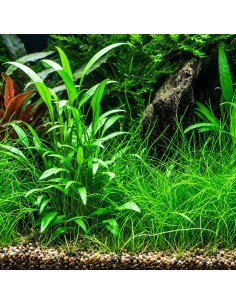 Cryptocoryne x willisii In Vitro Cup - Aquabota.com