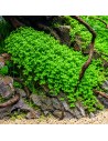 Micranthemum tweediei 'Monte Carlo'- Tropica 5,60 € Tropica