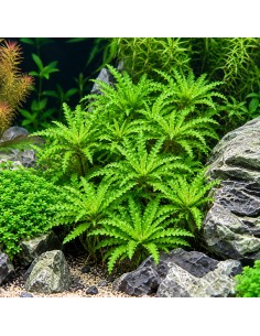 Pogostemon helferi In Vitro Cup - Aquabota.com