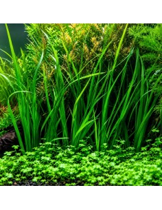 Cyperus helferi - Aquabota.com
