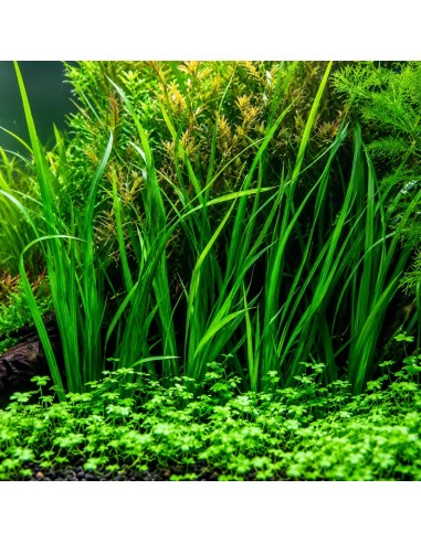 Cyperus helferi 3,50 €