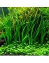Cyperus helferi 3,50 €