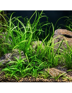 Sagittaria subulata 'Teres' - Aquabota.com