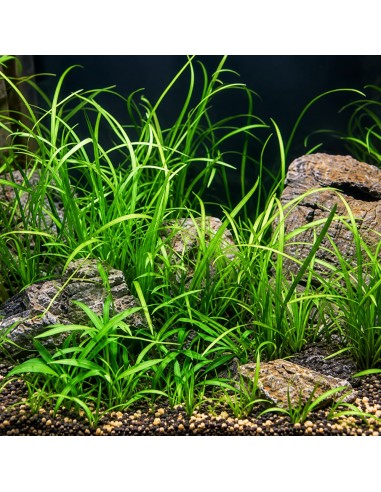 Sagittaria subulata 'Teres' 3,50 €