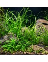 Sagittaria subulata 'Teres' 3,50 €