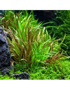Blyxa japonica - In vitro Tropica 9,90 € Tropica