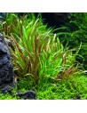 Blyxa japonica 4,50 €